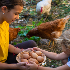 Bien choisir la race de votre poule pondeuse