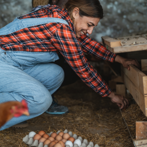 femme qui ramasse les oeufs