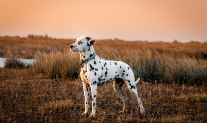 Le dalmatien