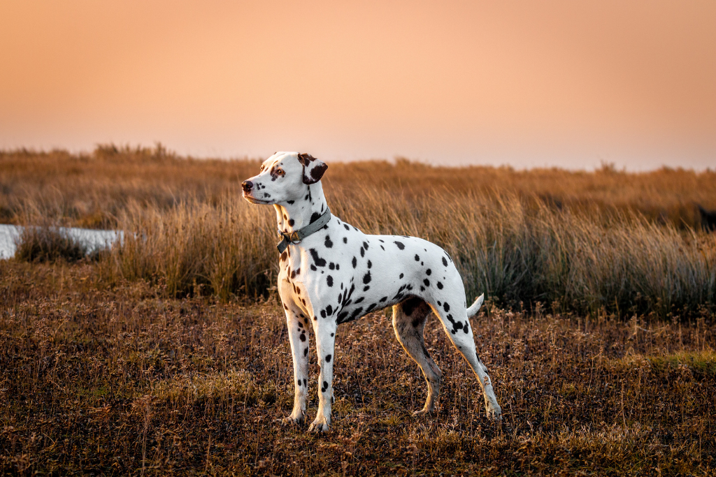 Le dalmatien