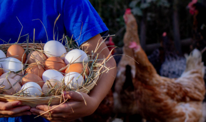 Bien choisir sa poule pondeuse