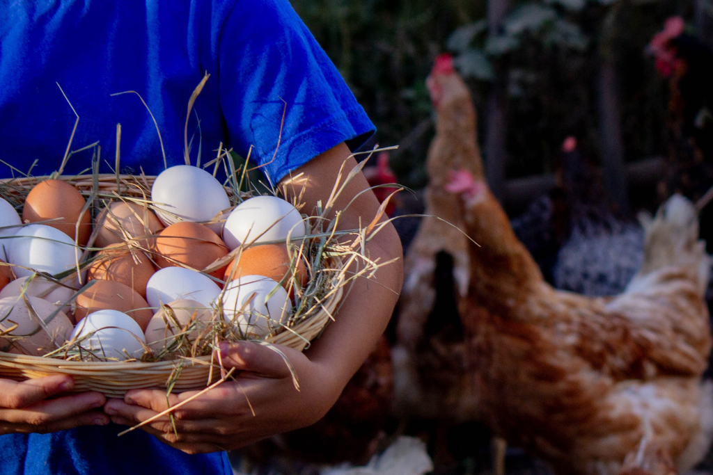 Bien choisir sa poule pondeuse