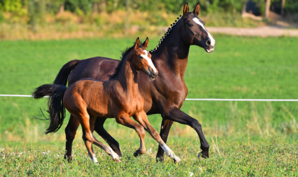 L’ostéochondrose ou OCD chez le cheval