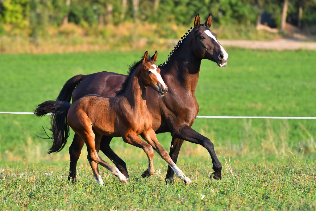 L’ostéochondrose ou OCD chez le cheval