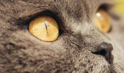 les yeux du chat