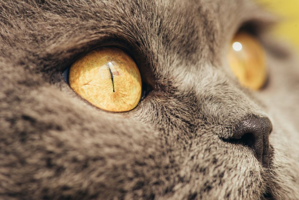 les yeux du chat