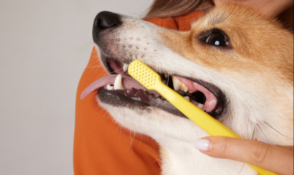 Soins Dentaires chiens