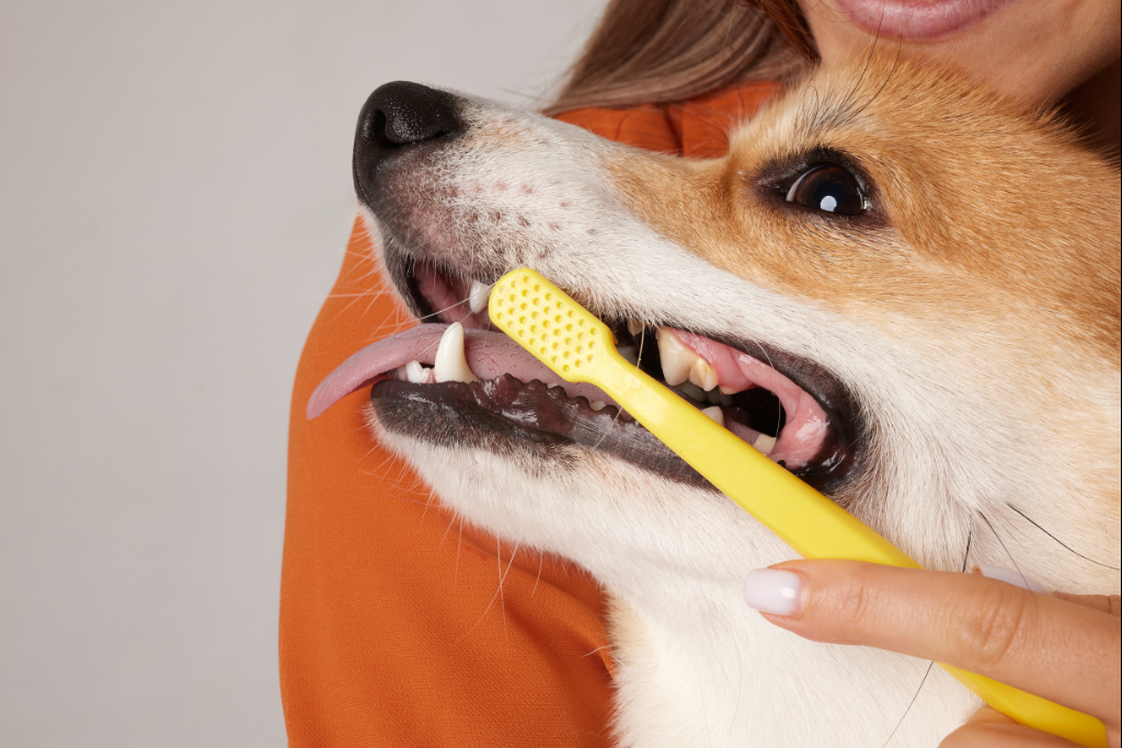 Soins Dentaires chiens