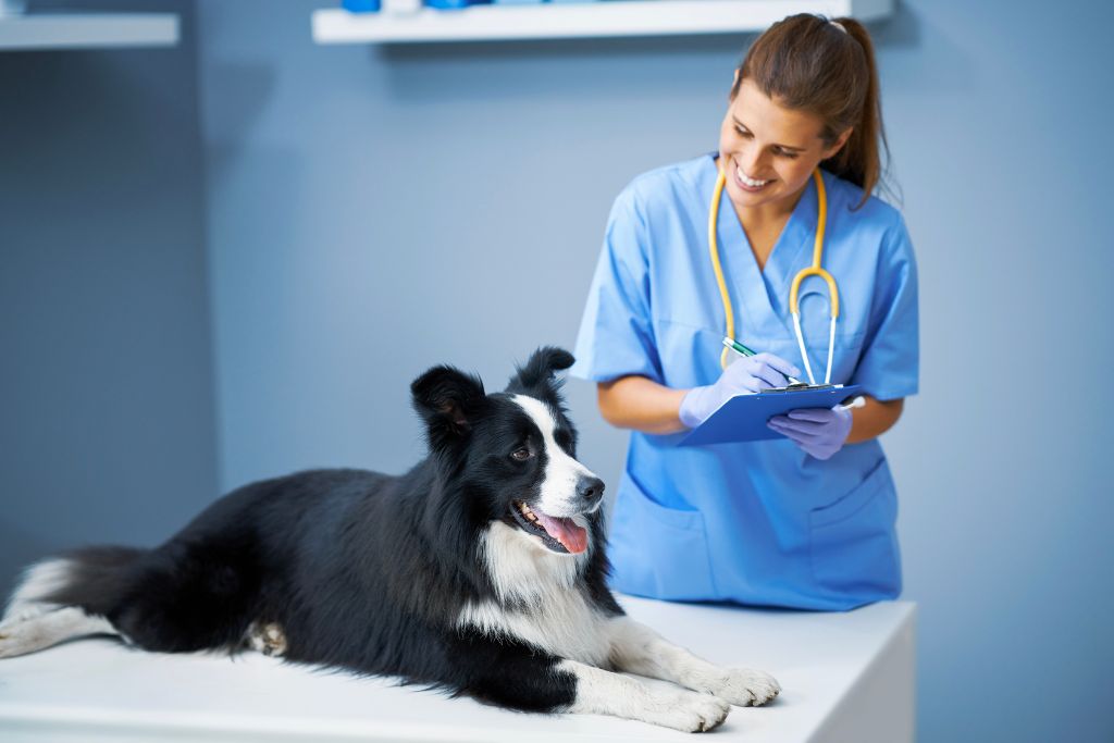 Comment savoir si mon animal a des vers ?
