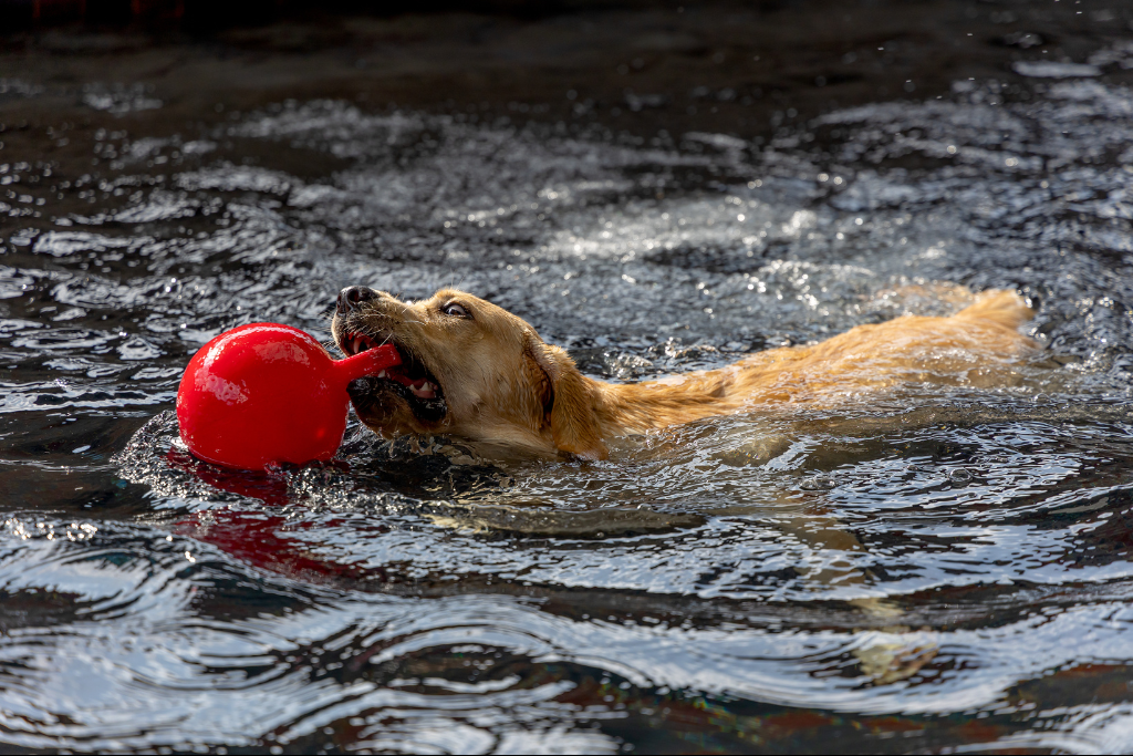 Vacances canines à l’océan