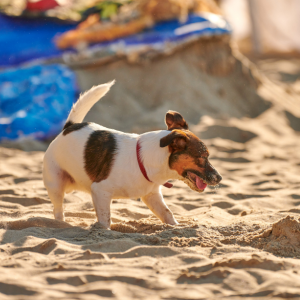 chien sur la plage en vacance
