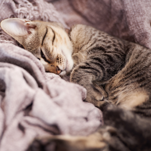 chat qui dort