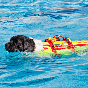 Vacances canines à l’océan :