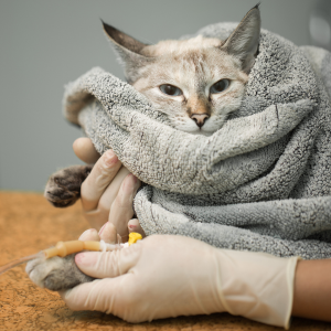 pancréatite chez le chat