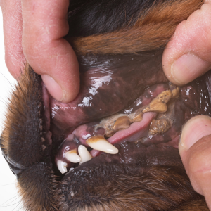 tartre chien 