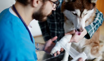 chien au vétérinaire