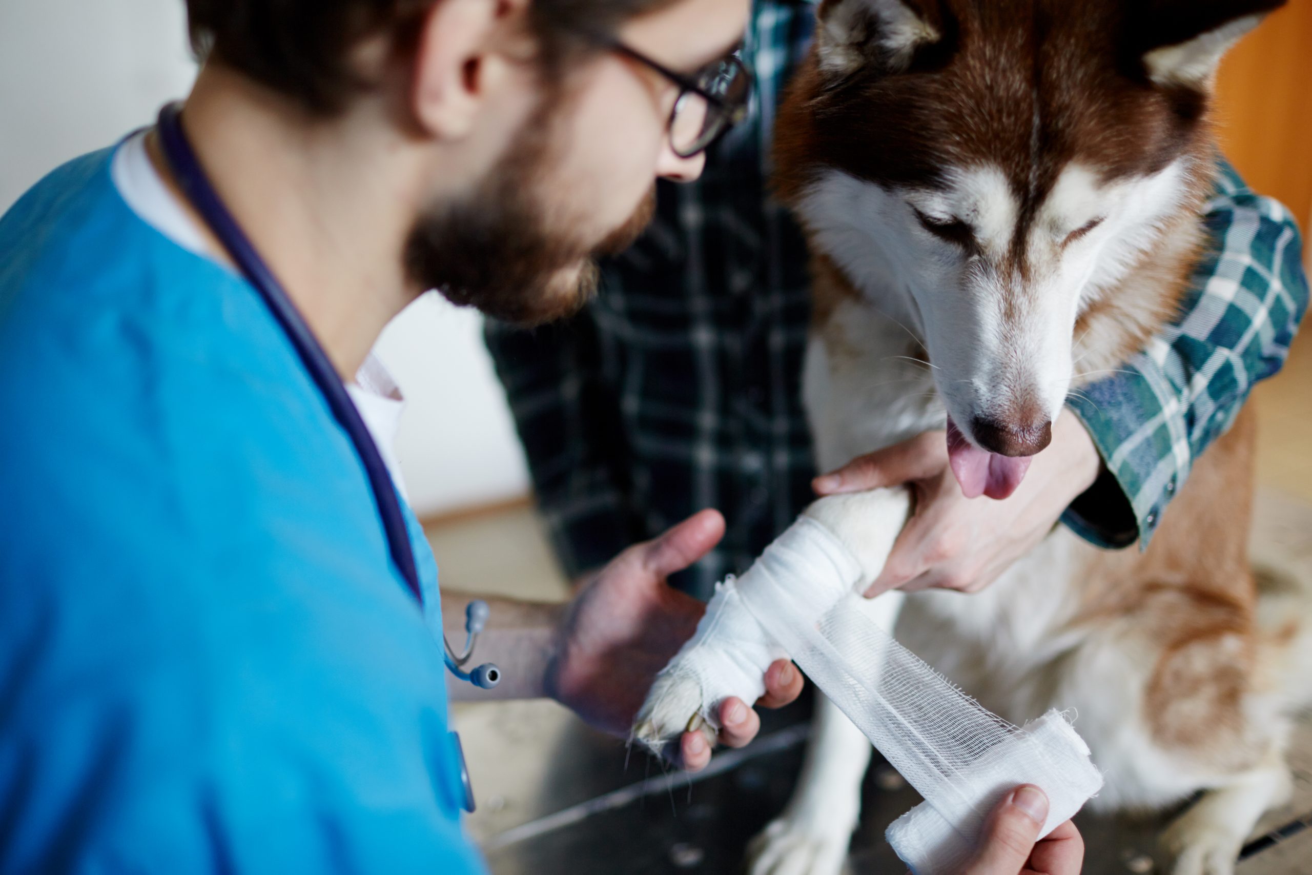 chien au vétérinaire
