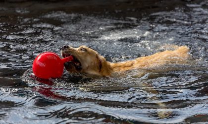 Vacances canines à l’océan