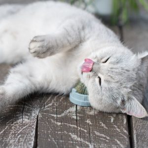chat avec de l'herbe à chat