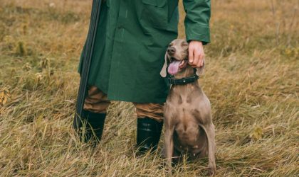 chien de chasse