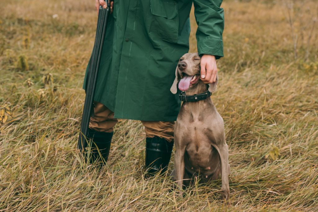 chien de chasse