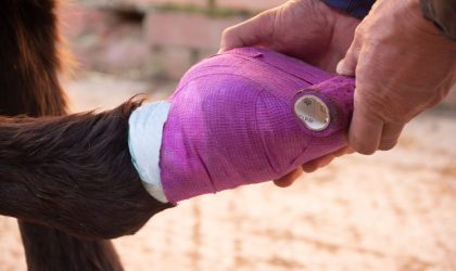 L’abcès de pied chez le cheval