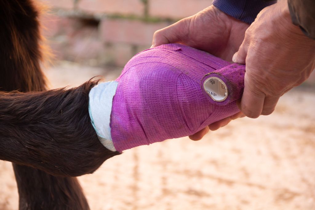 L’abcès de pied chez le cheval