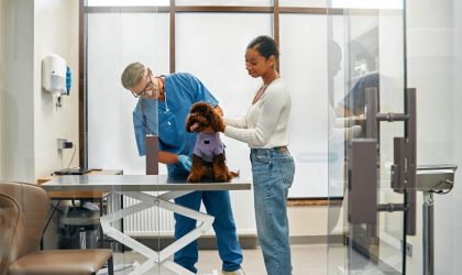 bilan de santé annuel chez le vétérinaire