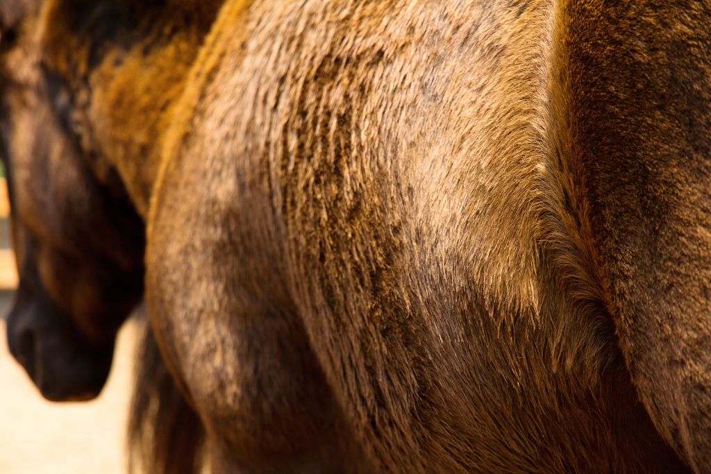 robe d'un cheval