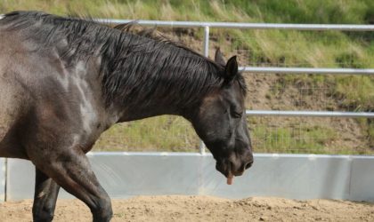 la gourme chez le cheval
