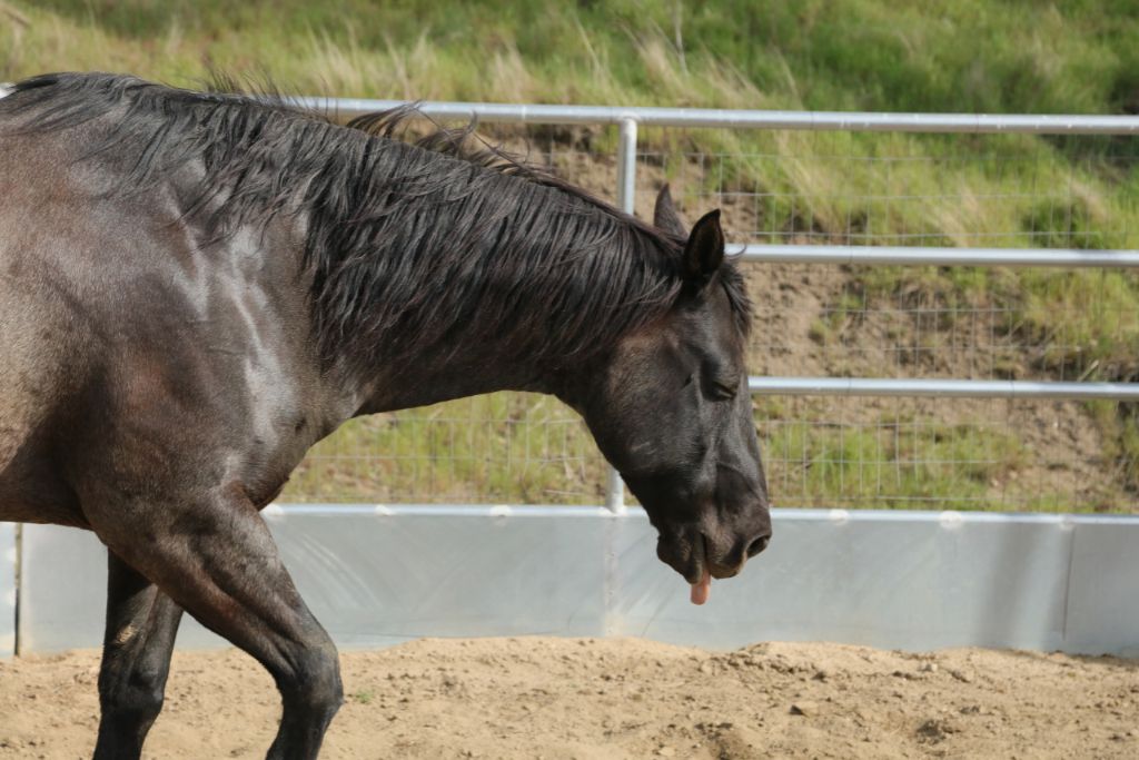 la gourme chez le cheval