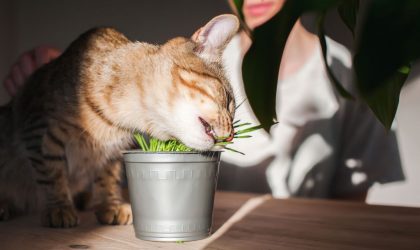 Herbe à chat