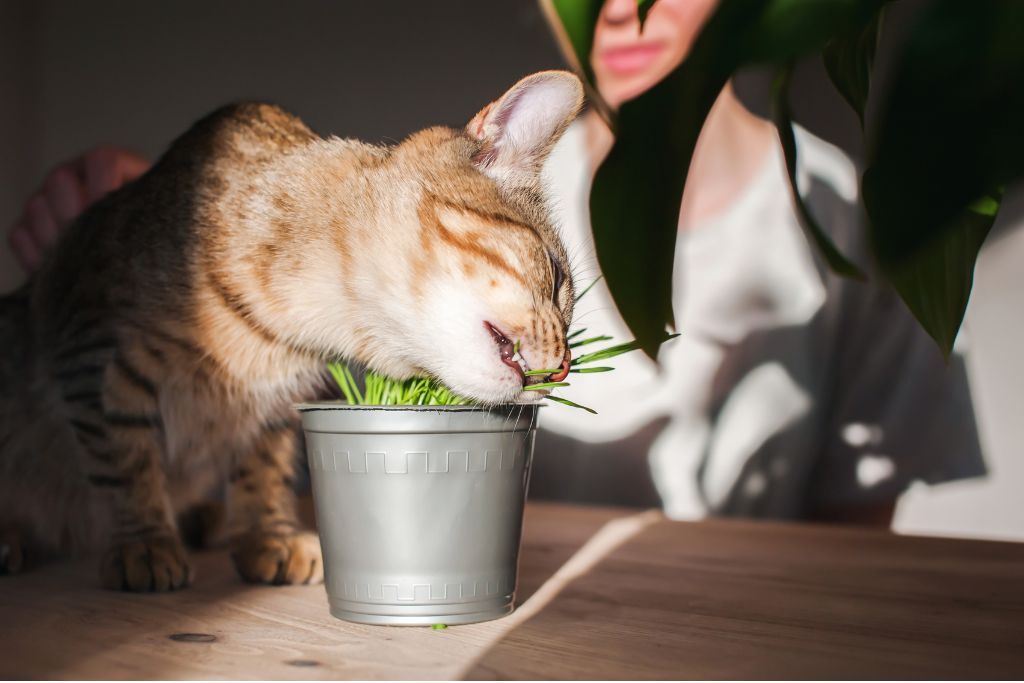 Herbe à chat