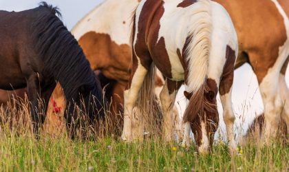 gland cheval qui broute