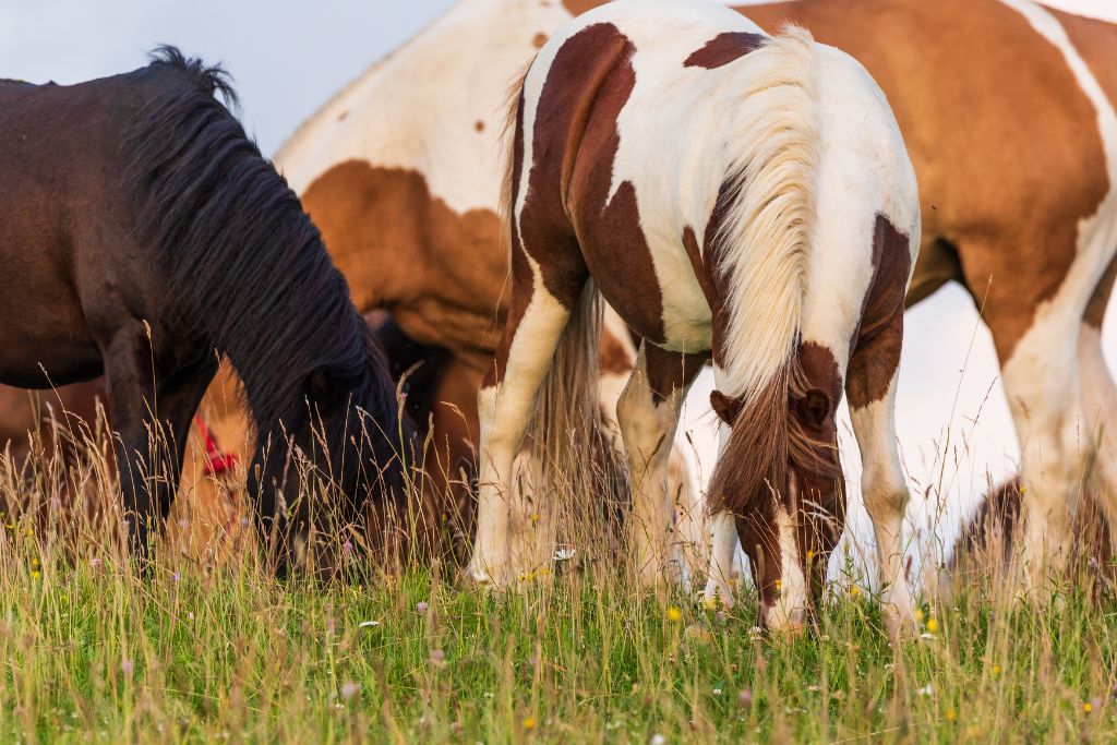 gland cheval qui broute