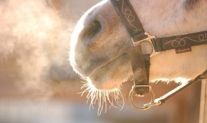 Affections respiratoires du cheval