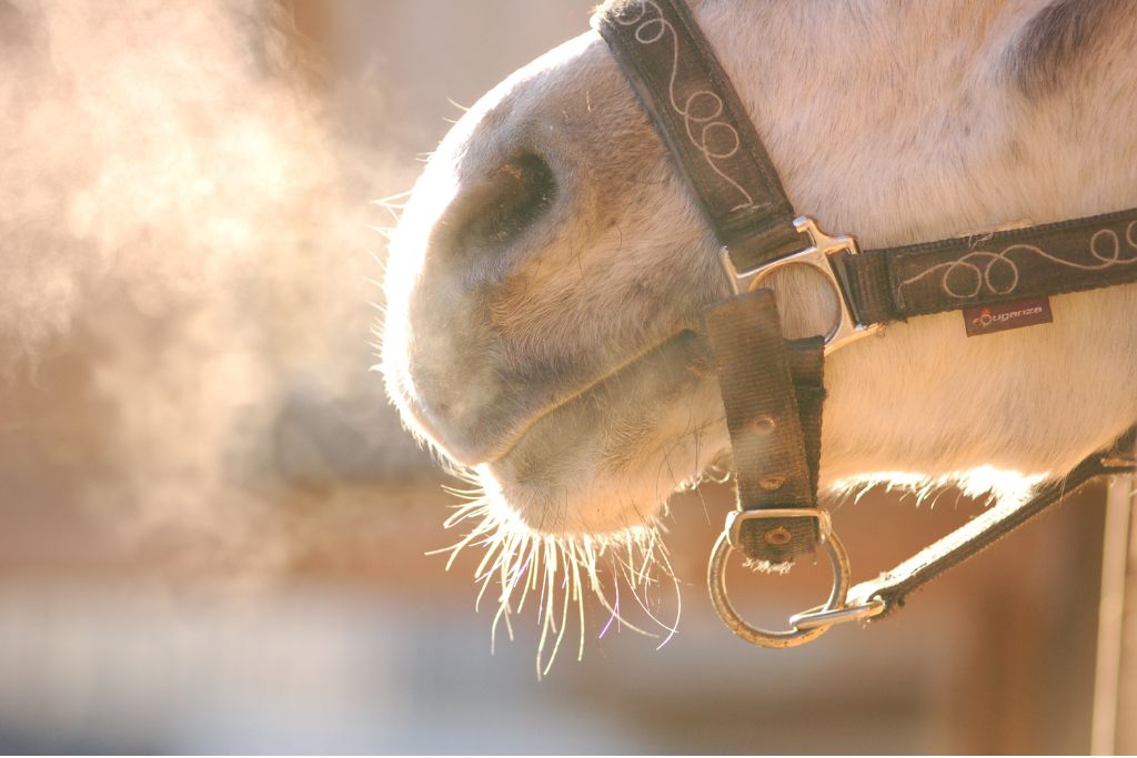 Affections respiratoires du cheval