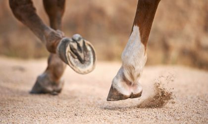 L’arthrose, une maladie évolutive chez le cheval