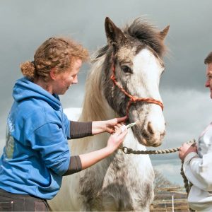 vermifuge cheval au prés