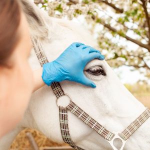 cheval malade