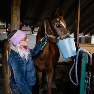 affections respiratoires cheval