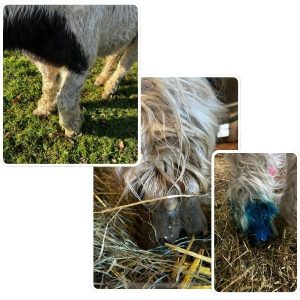 l’abcès de pied chez le cheval