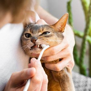 brosse à dent chat