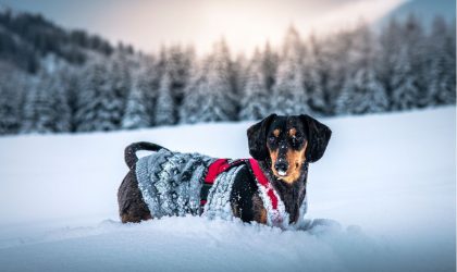 protéger son chien du froid en hiver