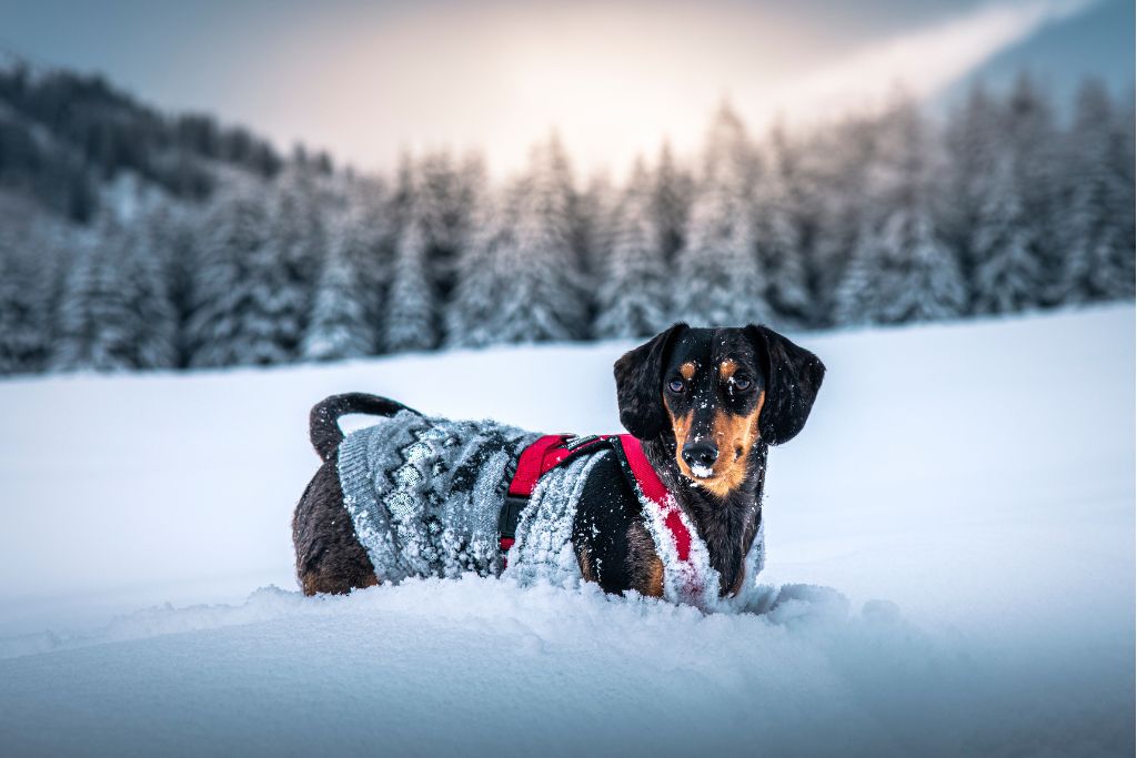 protéger son chien du froid en hiver