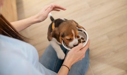 chiot qui mange
