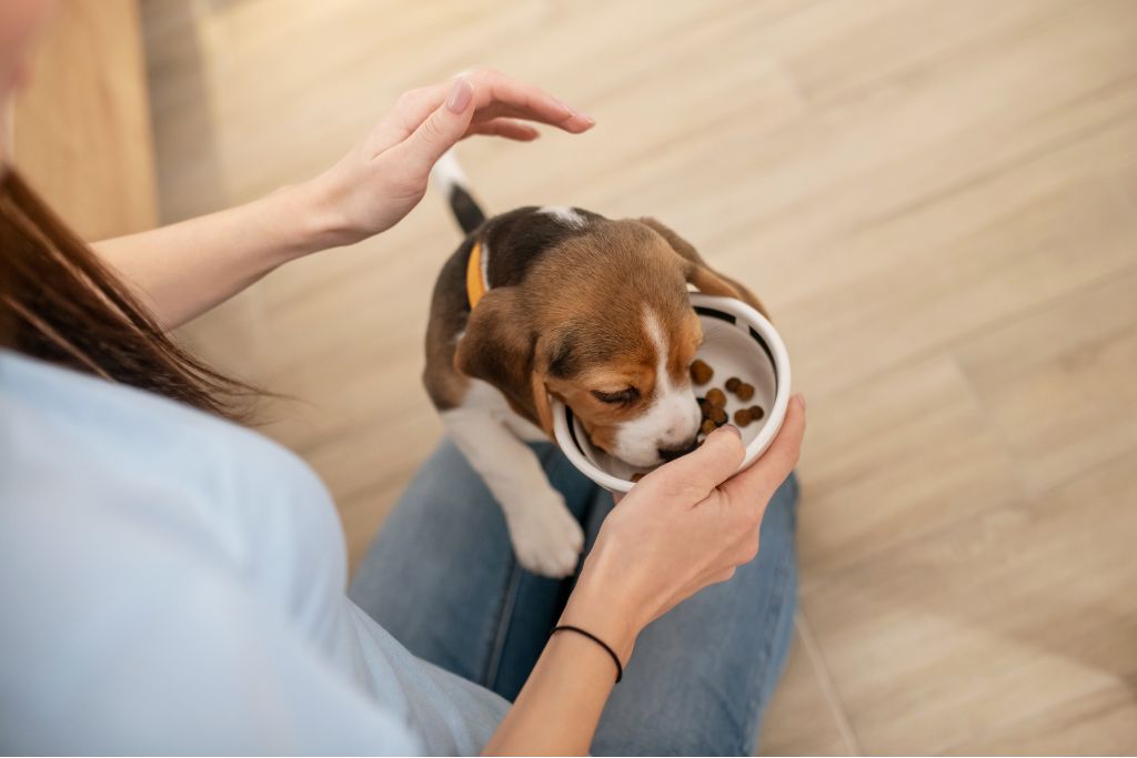 chiot qui mange