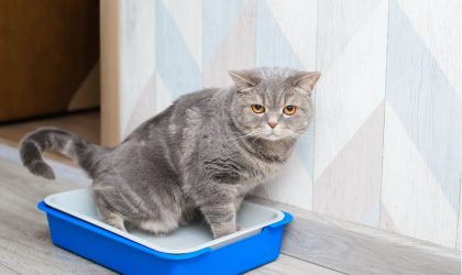 infections urinaires chez le chat