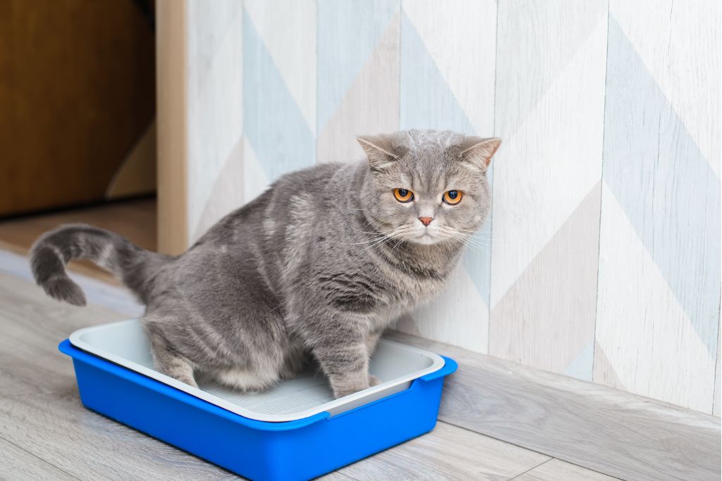 infections urinaires chez le chat