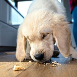 Chiot qui mange une friandise
